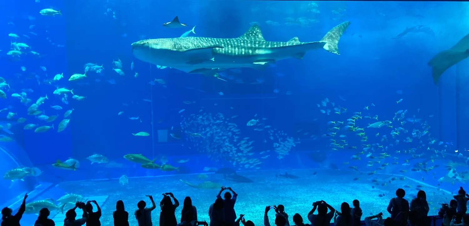 水族館の大水槽を泳ぐジンベエザメと魚たち